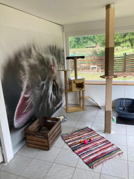 Katzenzimmer 4 Katzenzimmer 4