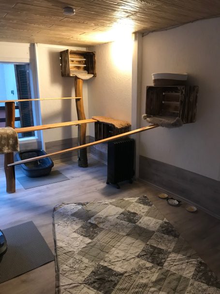 Katzenzimmer 5 Katzenzimmer 5