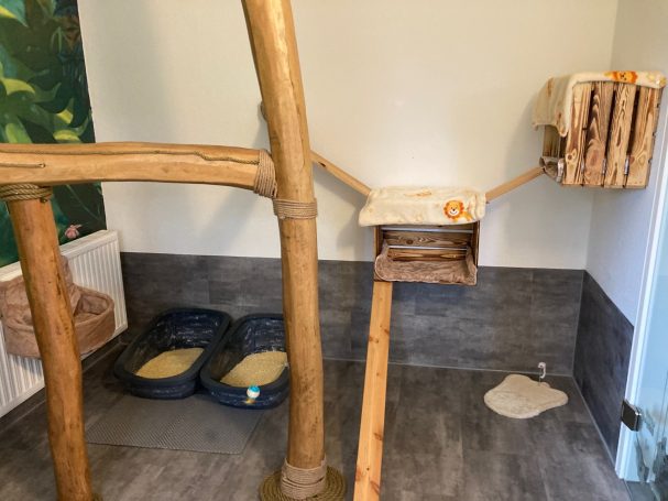 Katzenzimmer 2 Katzenzimmer 2