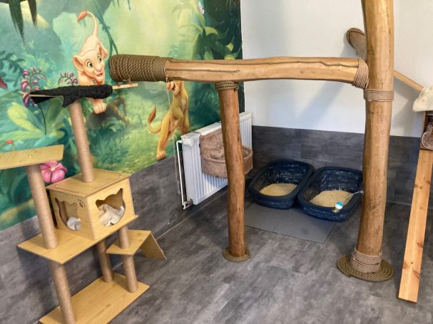 Katzenzimmer 1 Katzenzimmer 1