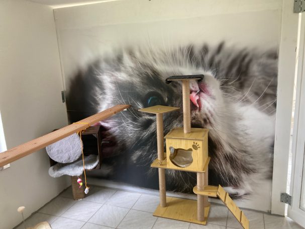 Katzenzimmer 3 Katzenzimmer 3